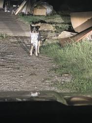 Found/Stray Unknown Dog last seen Springtown Rd and Hutchenson, Springtown, TX 76082