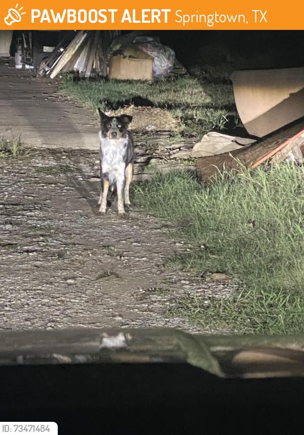 Found/Stray Unknown Dog last seen Springtown Rd and Hutchenson, Springtown, TX 76082