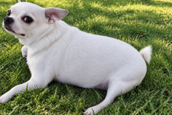 Reunited Female Dog last seen Canal St, Orange, CA 92865