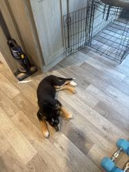 Lost Female Dog last seen Vimy ridge, Saline County, AR 72002