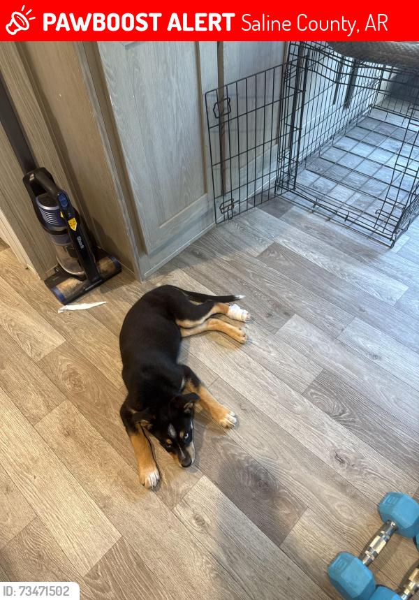 Lost Female Dog last seen Vimy ridge, Saline County, AR 72002