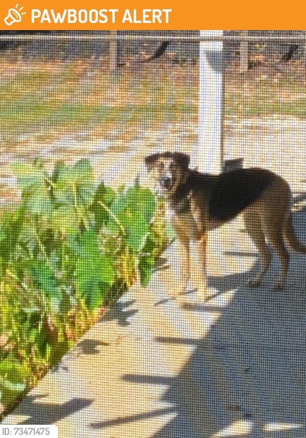 Found/Stray Female Dog last seen Pearson Rd & Abner Creek Rd., Spartanburg County, SC 29651