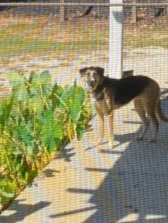 Found/Stray Female Dog last seen Pearson Rd & Abner Creek Rd., Spartanburg County, SC 29651