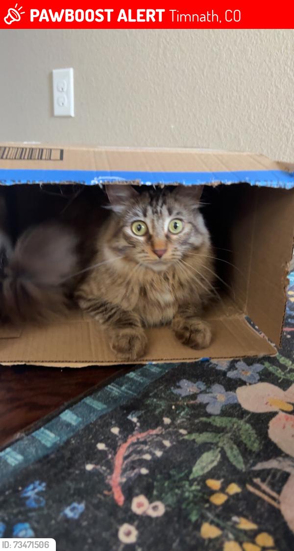 Lost Female Cat last seen Three bells pkwy and rivers pass, Timnath, CO 80547