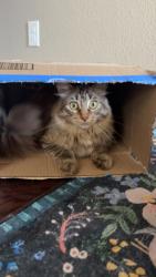 Lost Female Cat last seen Three bells pkwy and rivers pass, Timnath, CO 80547