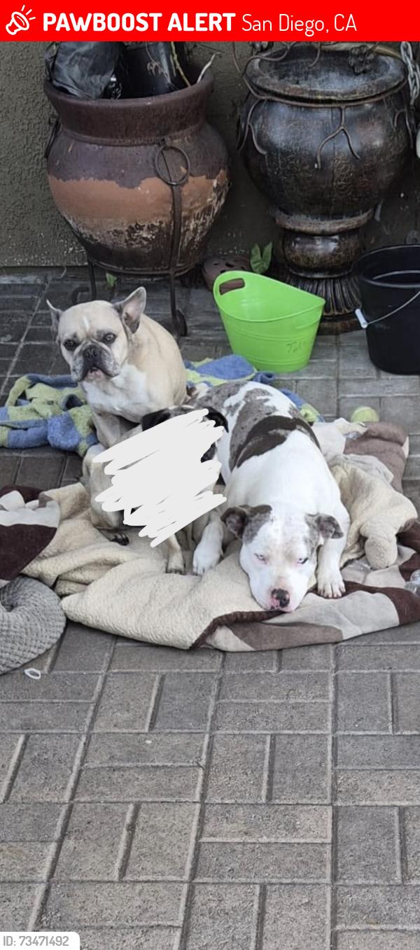 Lost Male Dog last seen Los Pinos Ave, San Diego, CA 92113