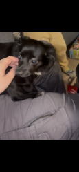 Lost Male Dog last seen Providence, Providence, RI 02909