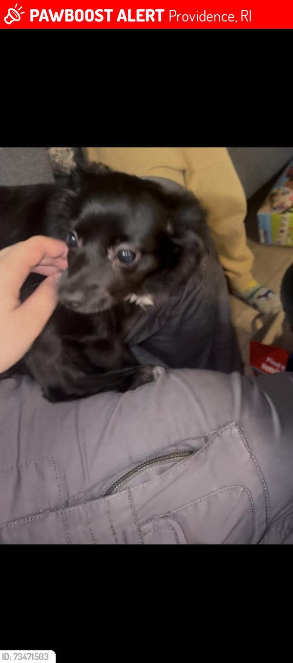Lost Male Dog last seen Providence, Providence, RI 02909