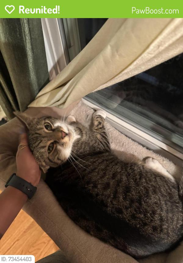 Reunited Male Cat last seen Menlo Park Elementary School, Edison, NJ 08817