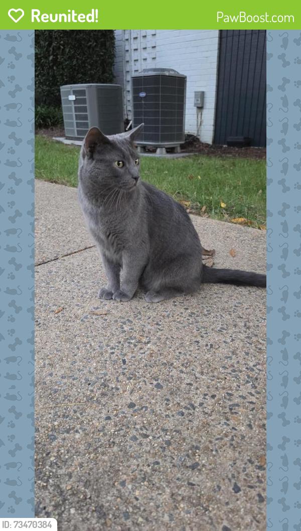 Reunited Male Cat last seen Route 29, Falls Church, VA 22042