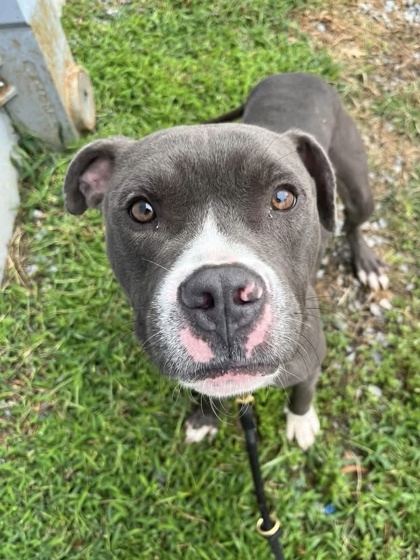 Shelter Stray Male Dog last seen Near W. Forest Park, 21207, MD, 2490 Giles Rd, Baltimore, MD 21225, USA