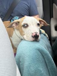 Shelter Stray Male Dog last seen Near Edgewood St, 21229, MD, 2490 Giles Rd, Baltimore, MD 21225, USA