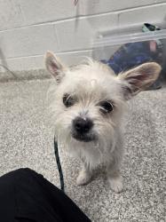 Shelter Stray Male Dog last seen Near Edmondson Avenue, 21229, MD, 2490 Giles Rd, Baltimore, MD 21225, USA