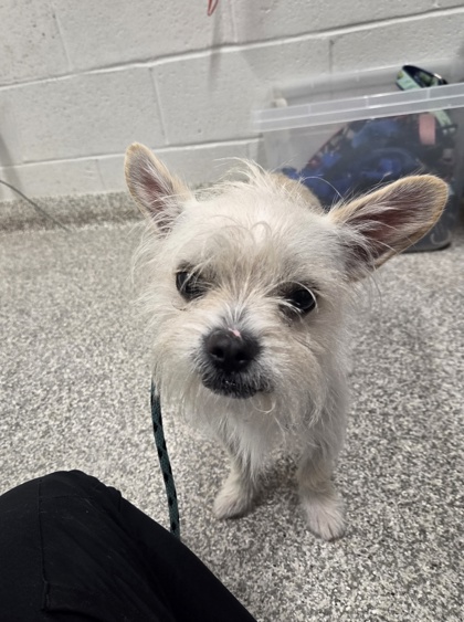 Shelter Stray Male Dog last seen Near Edmondson Avenue, 21229, MD, 2490 Giles Rd, Baltimore, MD 21225, USA