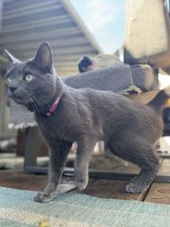 Lost Female Cat last seen Las Virgenes & Malibu Canyon, Calabasas, CA 91302