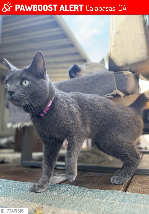 Lost Female Cat last seen Las Virgenes & Malibu Canyon, Calabasas, CA 91302