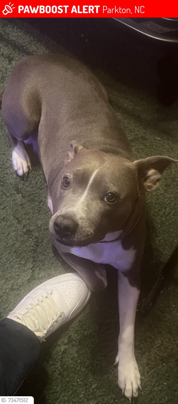 Lost Female Dog last seen Fire Station, Parkton, NC 28371