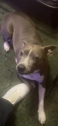 Lost Female Dog last seen Fire Station, Parkton, NC 28371
