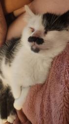 Reunited Male Cat last seen Cornwell, Westlake, OH 44145