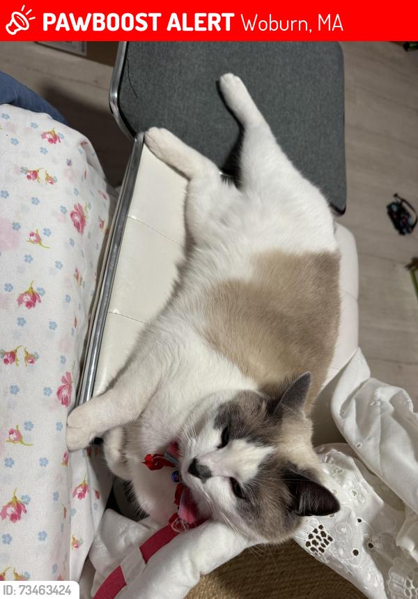 Lost Female Cat last seen PICKERING ST街附近走失, Woburn, MA 01801
