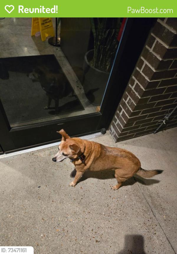 Reunited Male Dog last seen Currently at 51 North Taproom, Nashville, TN 37209