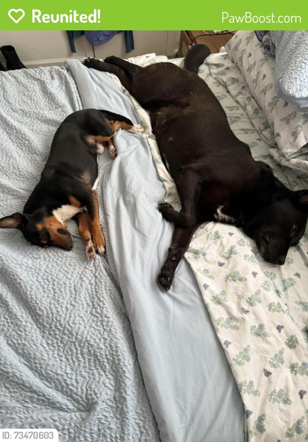 Reunited Female Dog last seen By Bay Area, Heritage Park, TX 77598