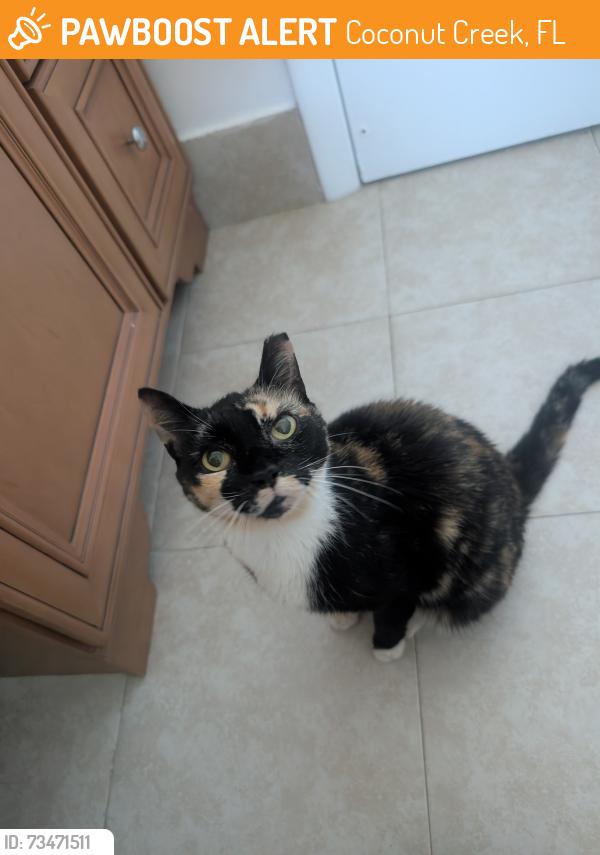 Found/Stray Female Cat last seen Karanda Villages neighborhood, Coconut Creek, FL 33066