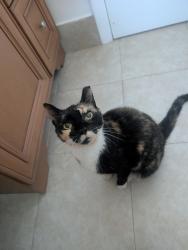 Found/Stray Female Cat last seen Karanda Villages neighborhood, Coconut Creek, FL 33066