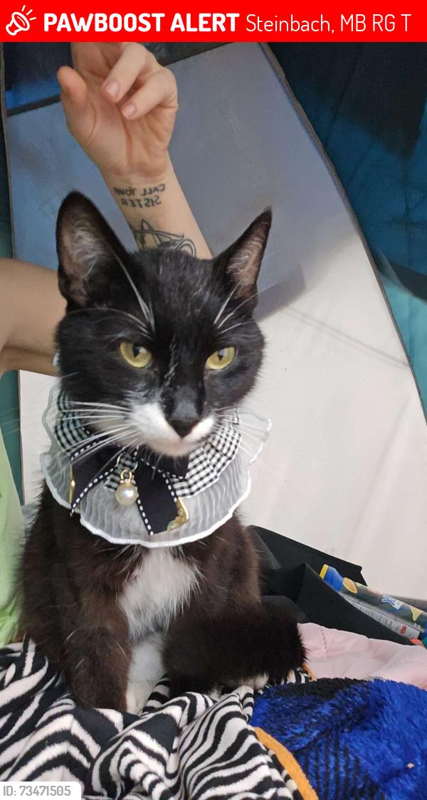 Lost Male Cat last seen First street and Reimer Ave across from church &Cemetery, Steinbach, MB R5G 0T5