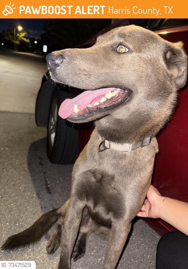 Found/Stray Male Dog last seen Dowdell Rd, Harris County, TX 77375