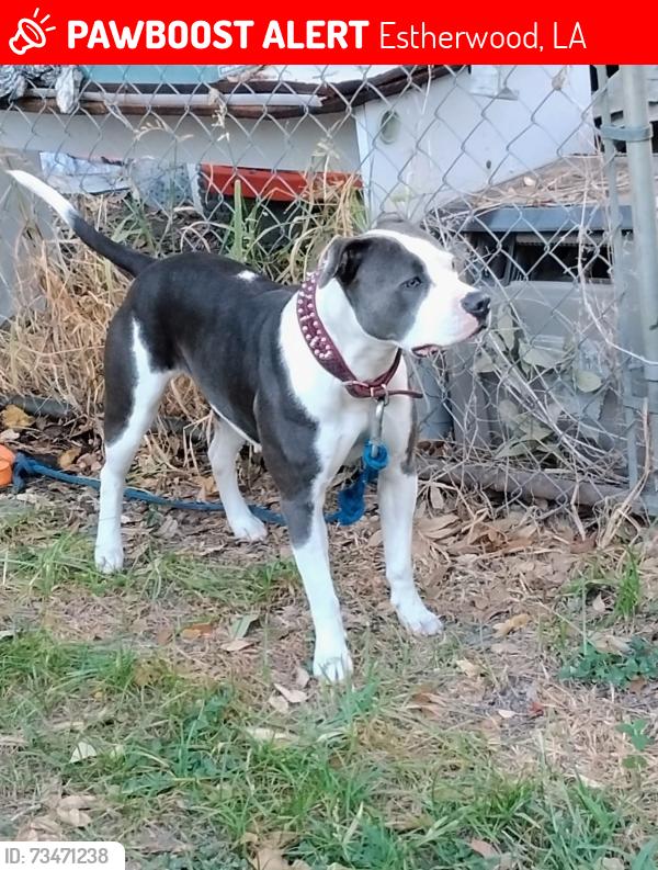 Lost Female Dog last seen By the gully at the dead end of Lafayette Ave. In Estherwood,La, Estherwood, LA 70534