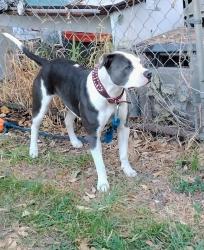 Lost Female Dog last seen By the gully at the dead end of Lafayette Ave. In Estherwood,La, Estherwood, LA 70534