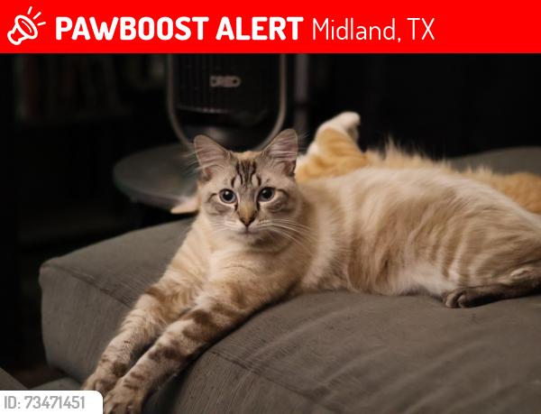 Lost Male Cat last seen Storey Ave. and Mesa Drive, Midland, TX 79703