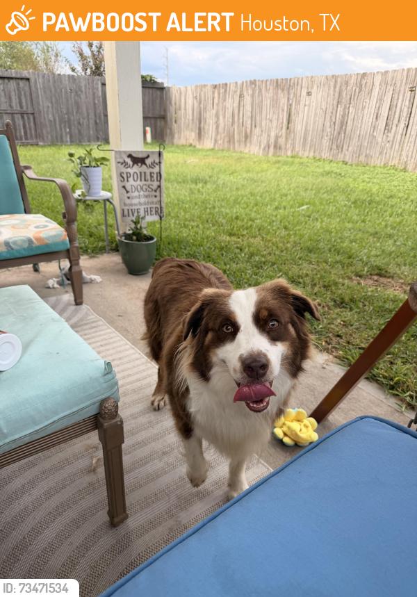 Found/Stray Male Dog last seen Silver shade dr, Houston, TX 77064