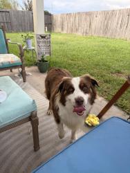 Found/Stray Male Dog last seen Silver shade dr, Houston, TX 77064