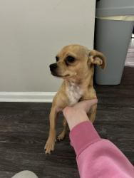 Reunited Male Dog last seen Building 2, Murfreesboro, TN 37130
