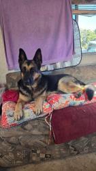 Reunited Female Dog last seen Shoshone and Cronese, Apple Valley, CA 92307