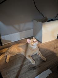 Found/Stray Male Cat last seen Segers rd, Madison, AL 35756