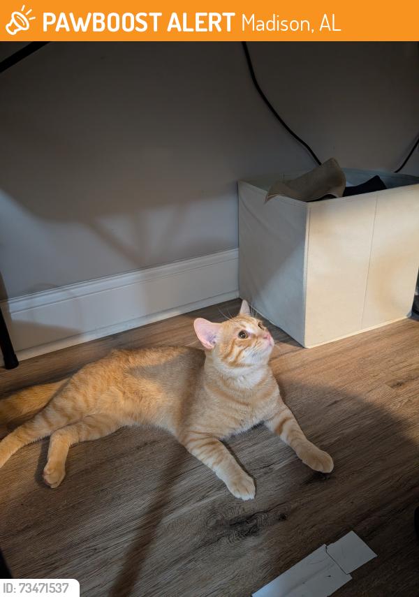 Found/Stray Male Cat last seen Segers rd, Madison, AL 35756