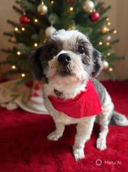 Lost Male Dog last seen Near s franklin, Jenks, OK 74037