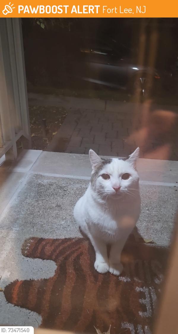 Found/Stray Unknown Cat last seen West St and Mackay Ave, Fort Lee, NJ 07024