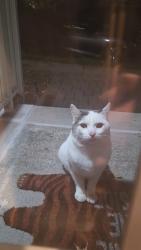 Found/Stray Unknown Cat last seen West St and Mackay Ave, Fort Lee, NJ 07024