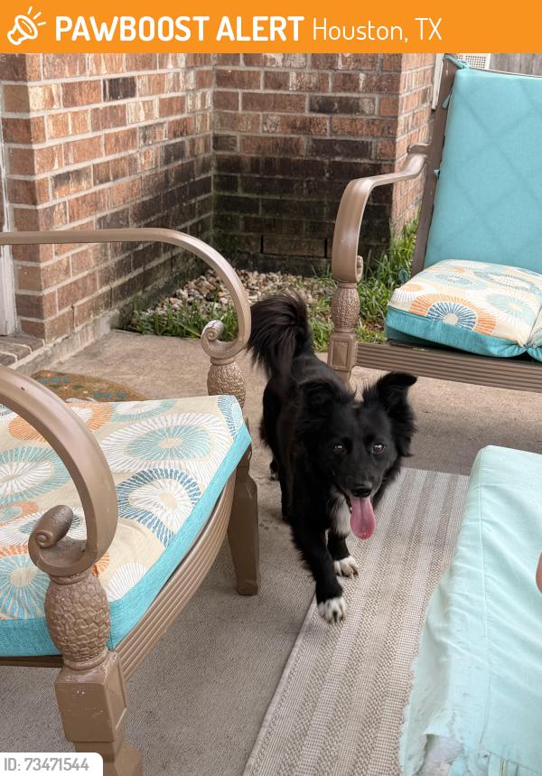 Found/Stray Male Dog last seen Silver oak trails subdivision, Houston, TX 77064