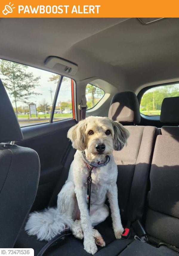Found/Stray Female Dog last seen Route 541 & Western Drive near the Red Carpet Inn, Westampton Township, NJ 08060