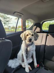 Found/Stray Female Dog last seen Route 541 & Western Drive near the Red Carpet Inn, Westampton Township, NJ 08060