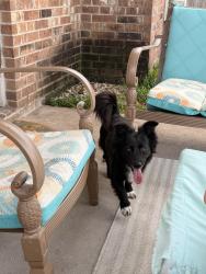 Found/Stray Male Dog last seen Silver oak trails subdivision, Houston, TX 77064