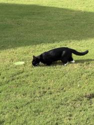 Found/Stray Unknown Cat last seen Near mailbox in Havenhill neighborhood, Greenville, SC 29605