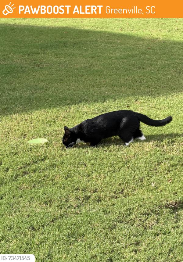 Found/Stray Unknown Cat last seen Near mailbox in Havenhill neighborhood, Greenville, SC 29605