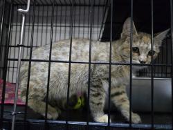 Found/Stray Unknown Cat last seen Fresh Market, Provo, UT 84601