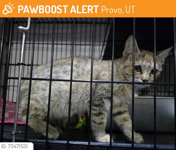 Found/Stray Unknown Cat last seen Fresh Market, Provo, UT 84601